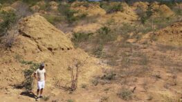 Une vaste structure de termitière construite par les termites au Brésil