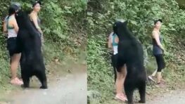 Trois jeunes femmes étaient approchées de très près par un ours