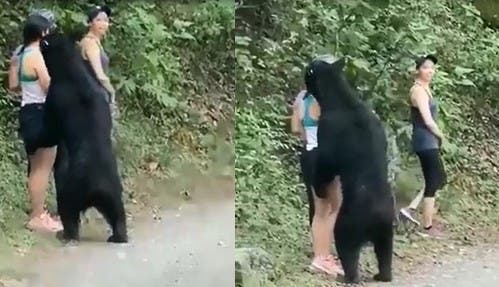 Ces trois jeunes femmes étaient approchées de très près par un ours, l’une d’elle en a profité pour faire un selfie