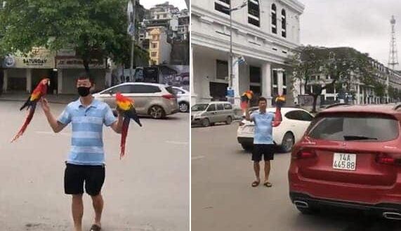 Ces deux perroquets sont lâchés en pleine ville et reviennent dès que leur maitre les appelle