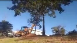 Un homme voulait abattre un arbre, mais cela s’est retourné contre lui !