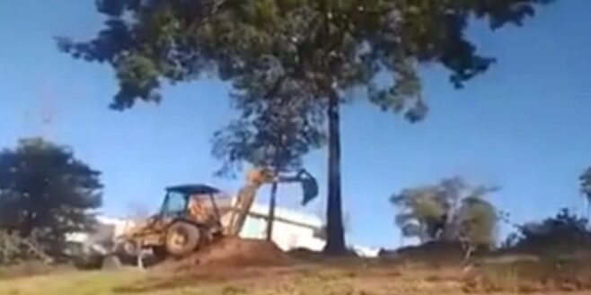 Un homme voulait abattre un arbre, mais cela s’est retourné contre lui !