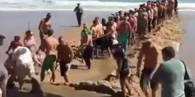 Les vacanciers sauvent un requin qui s’est retrouvé en difficulté sur la plage