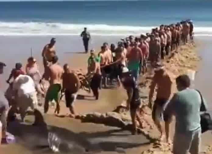 Les vacanciers sauvent un requin qui s’est retrouvé en difficulté sur la plage