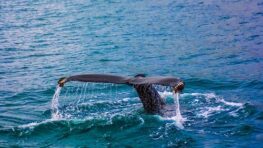 Des baleines s'approchent des observateurs qui jouent de la guitare