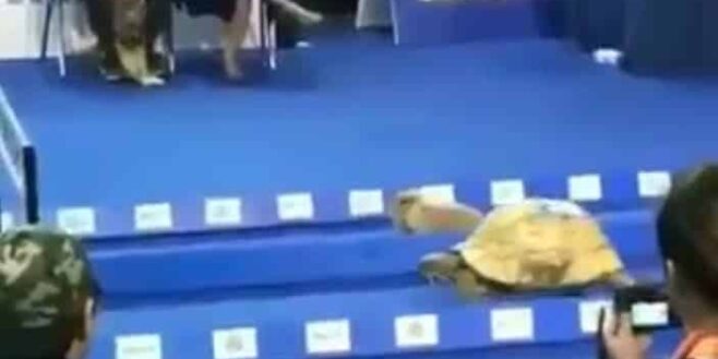 cette tortue a remporté une course contre ce lapin