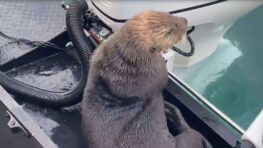 Une loutre a échappé à l’attaque d'une orque en sautant dans un bateau