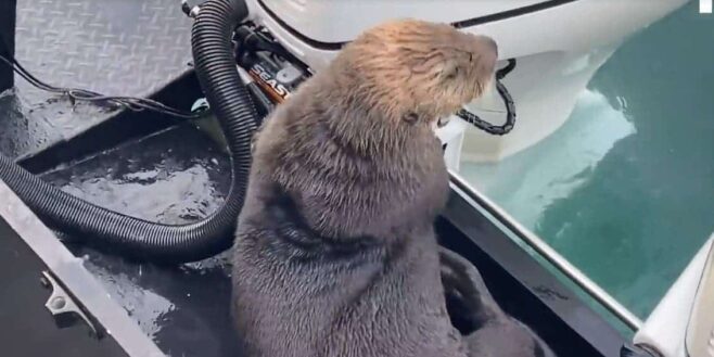 Une loutre a échappé à l’attaque d'une orque en sautant dans un bateau