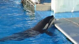 Cette orque tente de chasser des oiseaux en utilisant des poissons comme appât