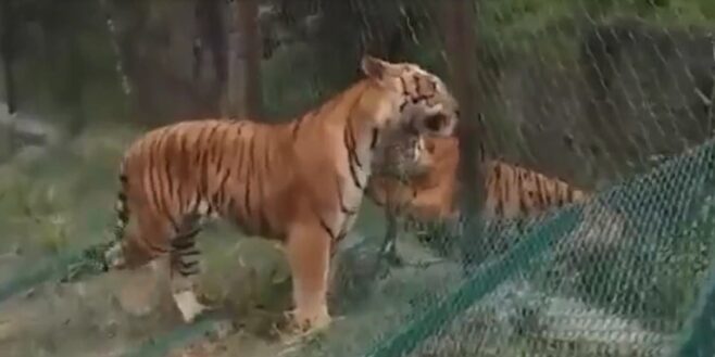Un tigre sauvage et un tigre d'un parc ont livré un combat entre eux