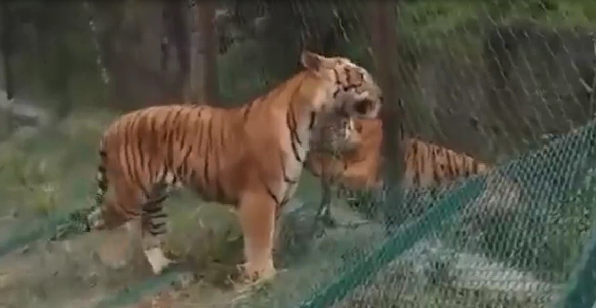 Un tigre sauvage et un tigre d'un parc ont livré un combat entre eux