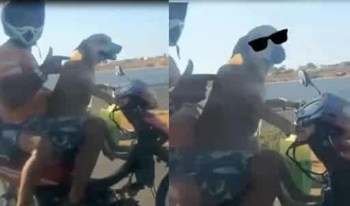 Ce chien conduit la moto de son maître alors qu’ils sont sur la route !