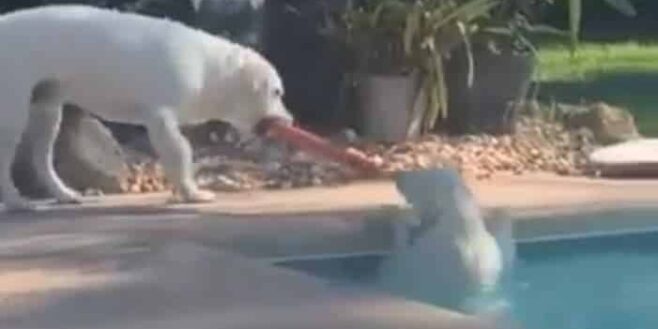 Ce chien intelligent se sert d’un jouet pour secourir son ami tombé accidentellement dans la piscine