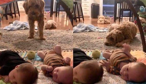 Ce chien voulait tellement jouer avec ces jumeaux, malheureusement, les bébés n’avaient pas compris