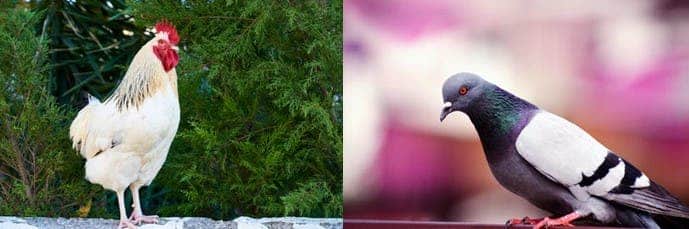 Un pigeon a définitivement battu un coq avec sa combativité et ses ailes