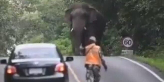 une voiture peine à traverser la route à cause d’un éléphant qui se promène en pleine rue, et qui zigzag en plus !