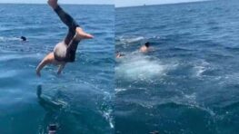 Ce jeune homme s’est mis en danger en plongeant dans l’eau en pensant voir un requin pèlerin alors qu’il s’agissait d’un requin blanc !