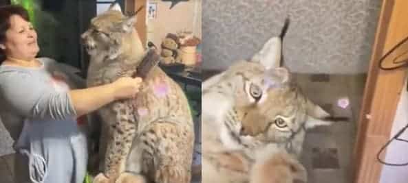 Une dame et son lynx de compagnie se font de gros câlins, regardez comme c'est mignon!