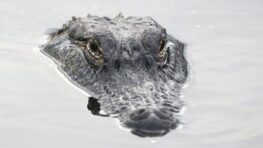 Un homme s’amuse à faire peur aux gens avec sa tête de crocodile