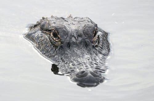 Un homme s’amuse à faire peur aux gens avec sa tête de crocodile