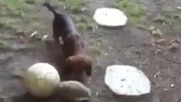 Un passionnant jeu de ballon entre un chiot et une tortue