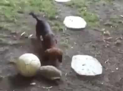 Un passionnant jeu de ballon entre un chiot et une tortue
