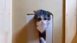 Ce chat assez gros arrive à passer par une ouverture de 6 cm