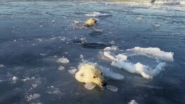 Des ours polaires chassent un drone sous la glace, pensant qu’il s’agissait de la nourriture