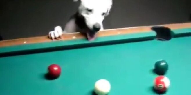 Ce chien est un vrai as du billard, il joue beaucoup mieux que certaines personnes !