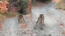 Pourchassé par un cougar, un joggeur a eu la plus grosse peur de sa vie, mais trouve encore le temps de filmer la scène !