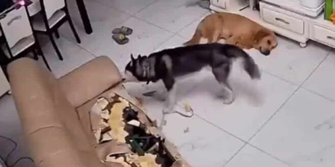 Un husky peut-il vivre dans un appartement ?