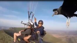 Ces deux hommes ont rencontré un vautour lors d’un vol en parapente