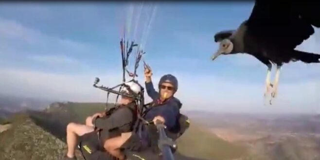Ces deux hommes ont rencontré un vautour lors d’un vol en parapente