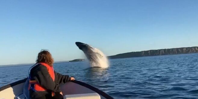Cette famille a eu droit à un beau spectacle de sauts de baleines à bosse juste devant leur bateau