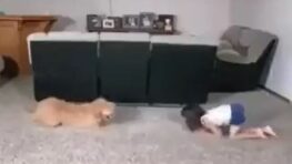 Cette petite fille s’amuse à faire de la gymnastique avec son chien, et leur prestation est très réussie