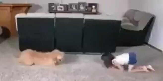 Cette petite fille s’amuse à faire de la gymnastique avec son chien, et leur prestation est très réussie