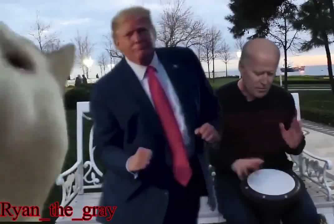 Vous reprendrez bien un peu de Meme Cat avec Trump dansant et Biden au djembé
