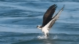 Admirez comment un aigle pêcheur chasse