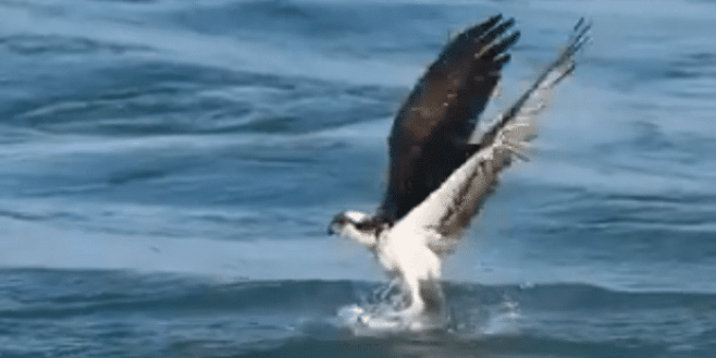 Admirez comment un aigle pêcheur chasse