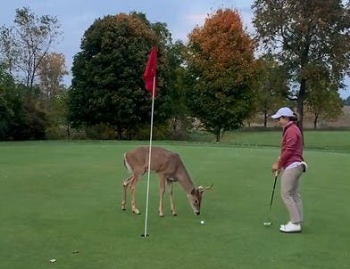 Ce jeune cerf se balade au beau milieu d’un terrain de golf pour chercher de la nourriture