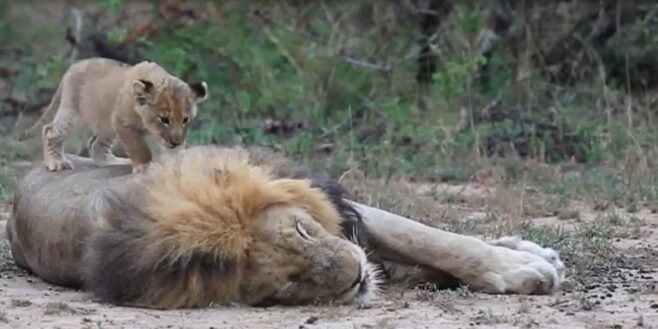 Ce jeune lionceau cherche ardemment l’attention de son père qui dort pour jouer avec lui