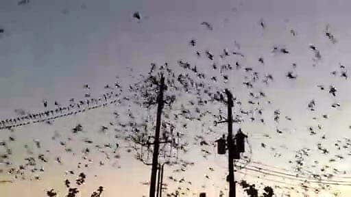 Des milliers d’oiseaux font éclater une ligne à haute tension