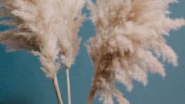 Pourquoi privilégier les plantes doudous dans votre jardin ?