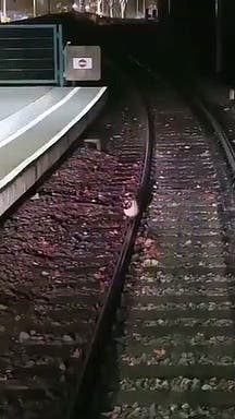 Un chat bloque le métro lyonnais en restant assis sur un rail
