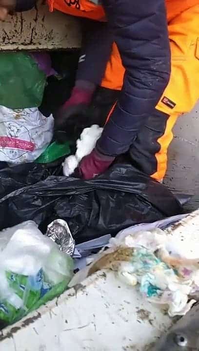 Un éboueur français sauve des chatons in extremis de son camion poubelle