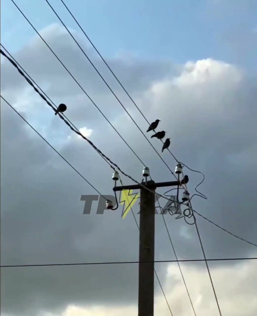 Les oiseaux ukrainiens imitent le bruit des obus et effrayent la population