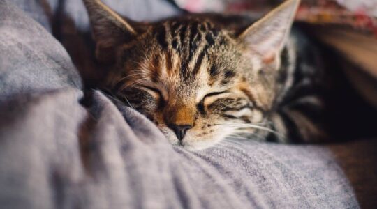 Action cartonne avec le panier parfait pour que votre chat fasse la sieste !