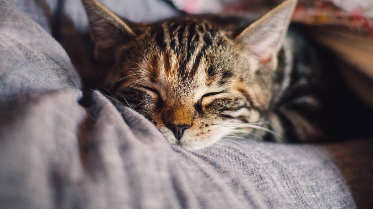 Action cartonne avec le panier parfait pour que votre chat fasse la sieste !