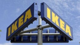 Ikea cartonne avec la plante parfaite qui n'attire ni les moucherons ni les moustiques à moins de 10 euros
