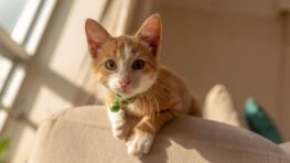 Ne dites plus de bêtises de votre chat, il comprend tout ce que vous dites selon cette étude !